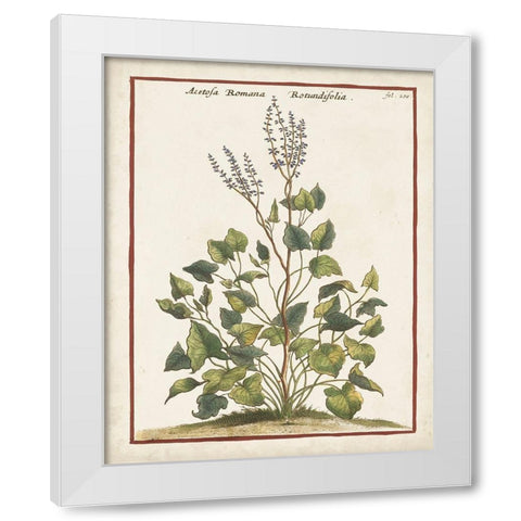 Munting Botanicals V White Modern Wood Framed Art Print by Munting, Abraham