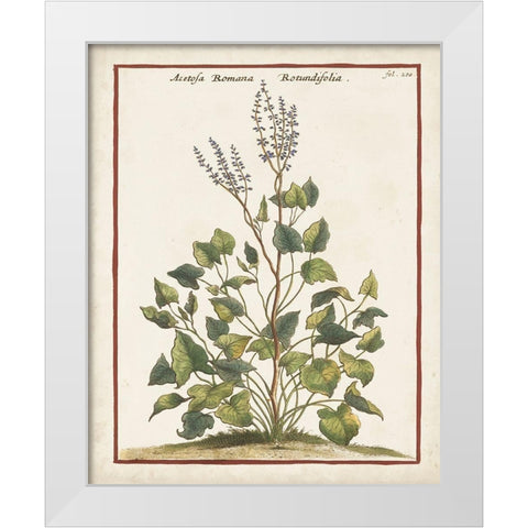 Munting Botanicals V White Modern Wood Framed Art Print by Munting, Abraham