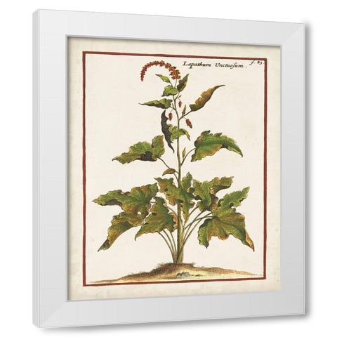 Munting Botanicals VI White Modern Wood Framed Art Print by Munting, Abraham