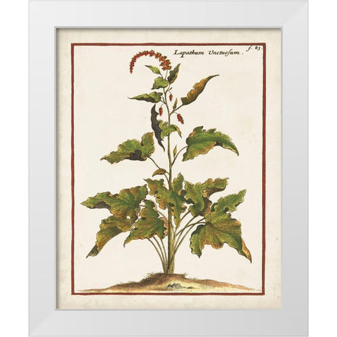 Munting Botanicals VI White Modern Wood Framed Art Print by Munting, Abraham
