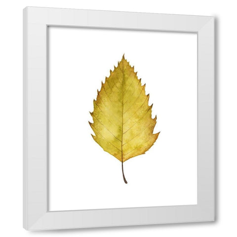 Fall Leaf Study I White Modern Wood Framed Art Print by Popp, Grace