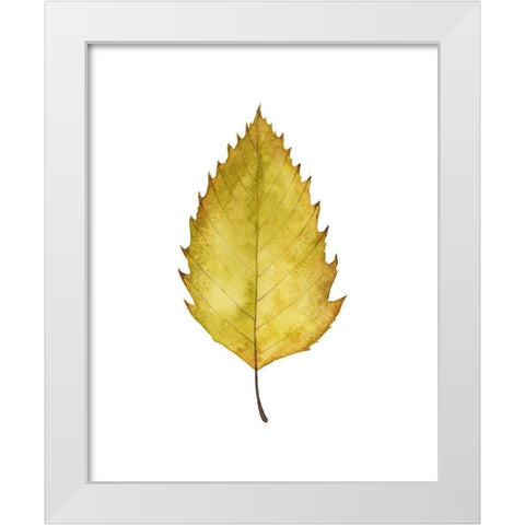 Fall Leaf Study I White Modern Wood Framed Art Print by Popp, Grace