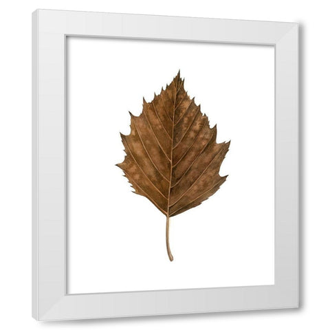 Fall Leaf Study III White Modern Wood Framed Art Print by Popp, Grace