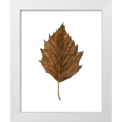 Fall Leaf Study III White Modern Wood Framed Art Print by Popp, Grace