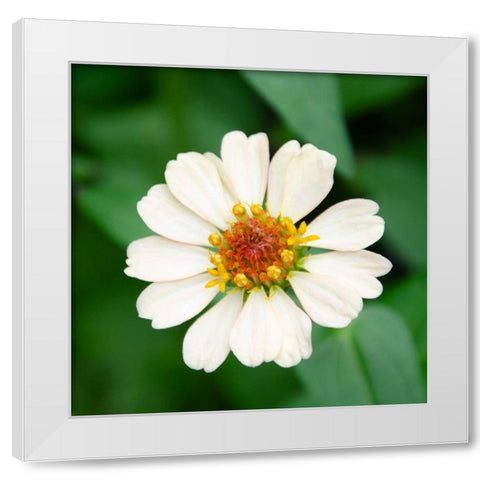 Cropped Garden Flowers I White Modern Wood Framed Art Print by DeNardo, Laura