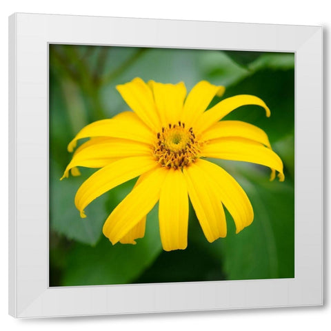 Cropped Garden Flowers II White Modern Wood Framed Art Print by DeNardo, Laura