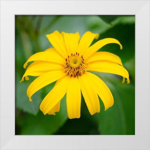 Cropped Garden Flowers II White Modern Wood Framed Art Print by DeNardo, Laura