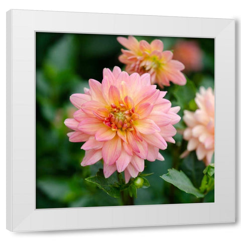 Cropped Garden Flowers III White Modern Wood Framed Art Print by DeNardo, Laura