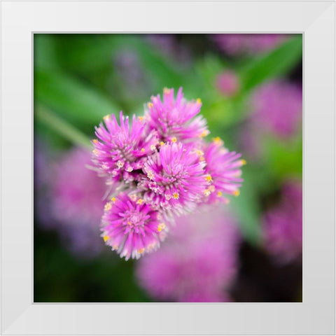 Cropped Garden Flowers IV White Modern Wood Framed Art Print by DeNardo, Laura