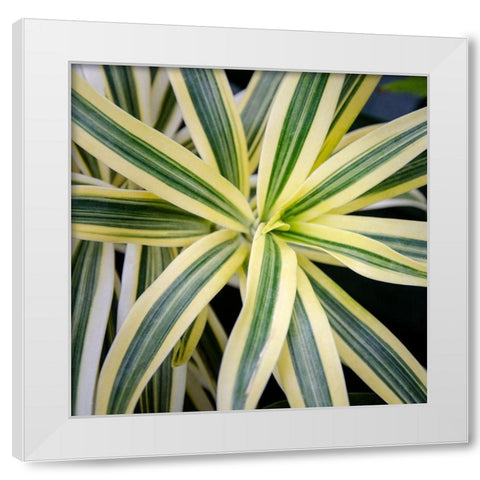 Cropped Garden Leaves I White Modern Wood Framed Art Print by DeNardo, Laura