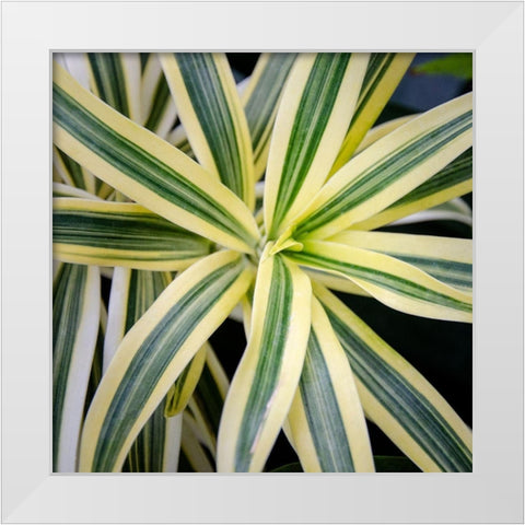 Cropped Garden Leaves I White Modern Wood Framed Art Print by DeNardo, Laura