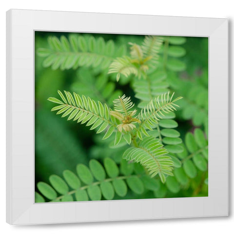 Cropped Garden Leaves II White Modern Wood Framed Art Print by DeNardo, Laura