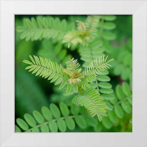 Cropped Garden Leaves II White Modern Wood Framed Art Print by DeNardo, Laura