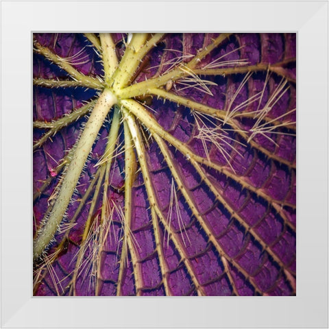 Cropped Garden Leaves IV White Modern Wood Framed Art Print by DeNardo, Laura