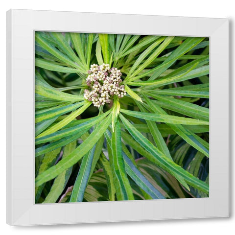 Cropped Garden Leaves V White Modern Wood Framed Art Print by DeNardo, Laura