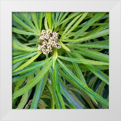 Cropped Garden Leaves V White Modern Wood Framed Art Print by DeNardo, Laura