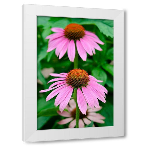 Pink Coneflowers II White Modern Wood Framed Art Print by DeNardo, Laura