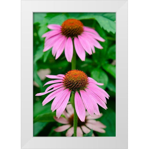 Pink Coneflowers II White Modern Wood Framed Art Print by DeNardo, Laura