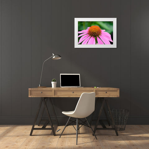 Pink Coneflowers III White Modern Wood Framed Art Print by DeNardo, Laura