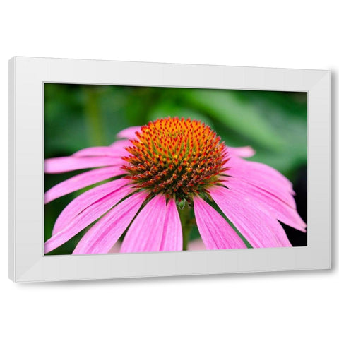 Pink Coneflowers III White Modern Wood Framed Art Print by DeNardo, Laura