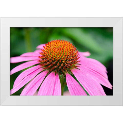 Pink Coneflowers III White Modern Wood Framed Art Print by DeNardo, Laura