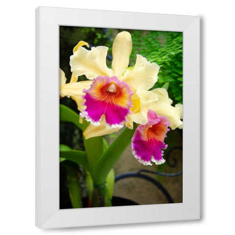 Garden Array I White Modern Wood Framed Art Print by DeNardo, Laura