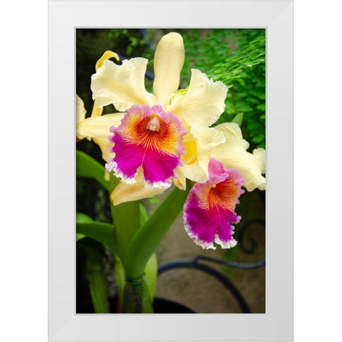 Garden Array I White Modern Wood Framed Art Print by DeNardo, Laura