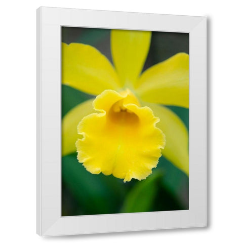 Garden Array II White Modern Wood Framed Art Print by DeNardo, Laura