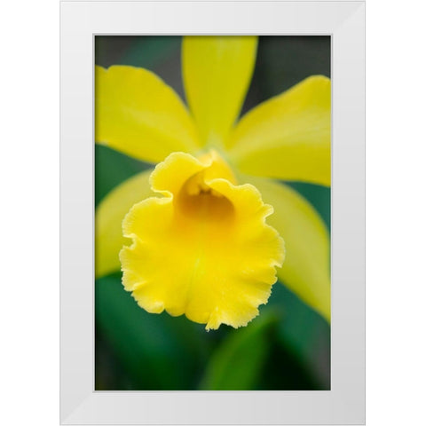 Garden Array II White Modern Wood Framed Art Print by DeNardo, Laura