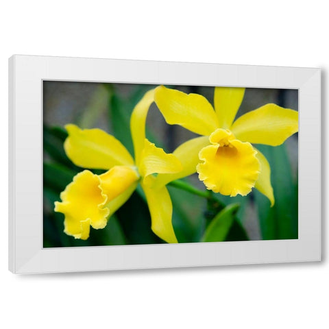 Garden Array III White Modern Wood Framed Art Print by DeNardo, Laura