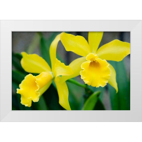 Garden Array III White Modern Wood Framed Art Print by DeNardo, Laura