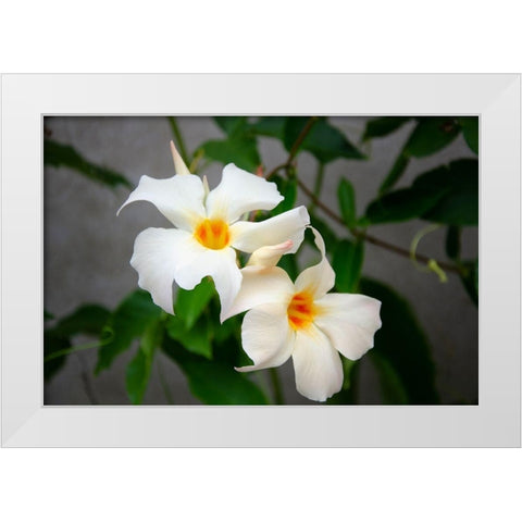 Garden Array IV White Modern Wood Framed Art Print by DeNardo, Laura