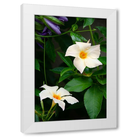 Garden Array V White Modern Wood Framed Art Print by DeNardo, Laura
