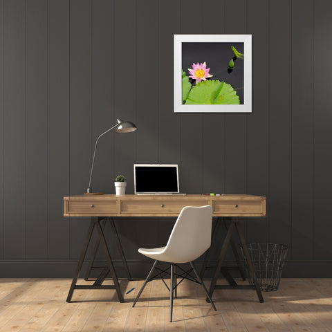 Water Lily Flowers II White Modern Wood Framed Art Print by DeNardo, Laura