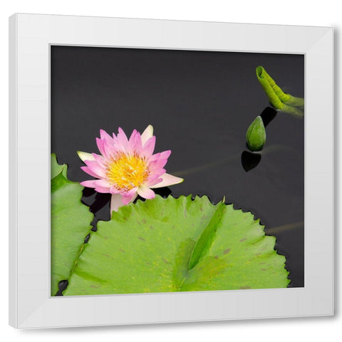 Water Lily Flowers II White Modern Wood Framed Art Print by DeNardo, Laura