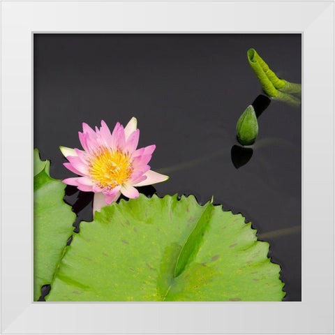 Water Lily Flowers II White Modern Wood Framed Art Print by DeNardo, Laura