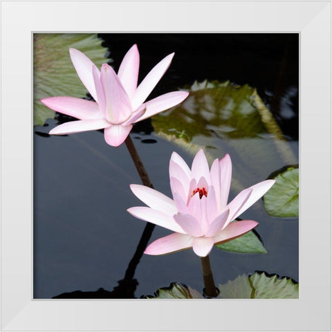 Water Lily Flowers III White Modern Wood Framed Art Print by DeNardo, Laura
