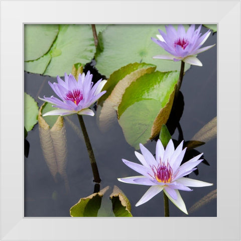 Water Lily Flowers IV White Modern Wood Framed Art Print by DeNardo, Laura