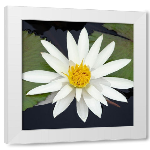 Water Lily Flowers V White Modern Wood Framed Art Print by DeNardo, Laura