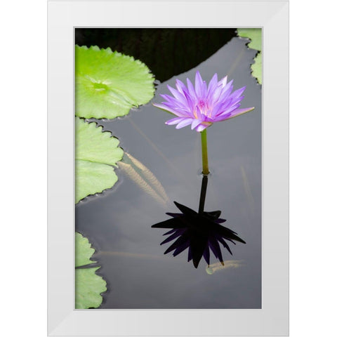 Water Lily Flowers VI White Modern Wood Framed Art Print by DeNardo, Laura