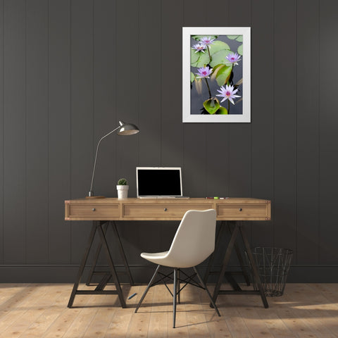 Water Lily Flowers VII White Modern Wood Framed Art Print by DeNardo, Laura