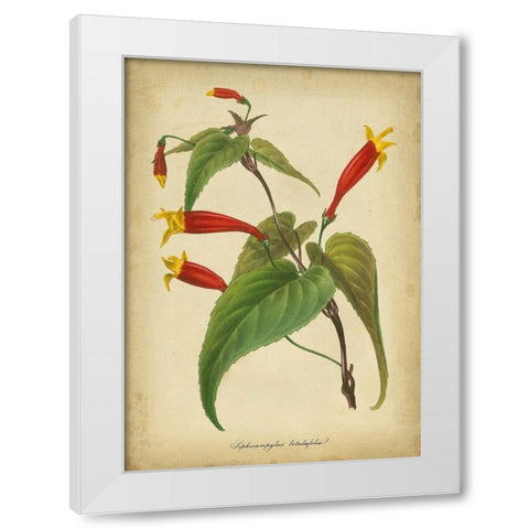 Vermillion Blooms IV White Modern Wood Framed Art Print by Paxton