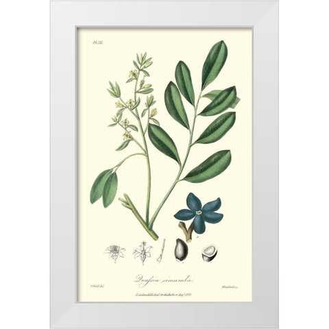 Woodland Foliage I White Modern Wood Framed Art Print by Weddell