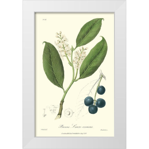 Woodland Foliage II White Modern Wood Framed Art Print by Weddell