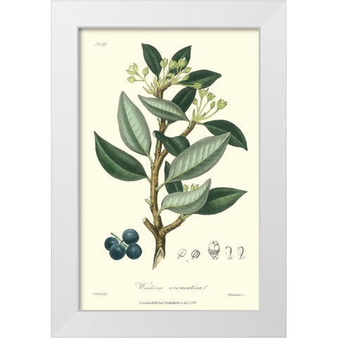 Woodland Foliage III White Modern Wood Framed Art Print by Weddell