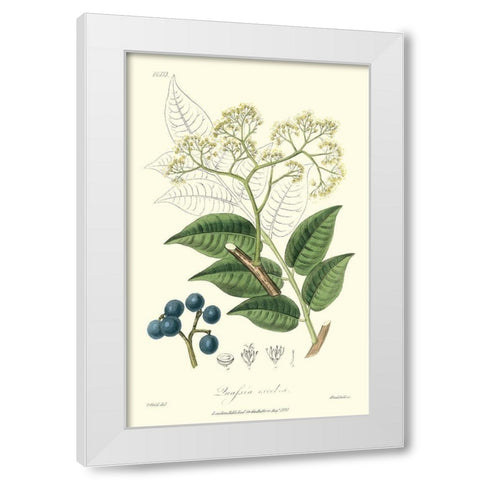 Woodland Foliage IV White Modern Wood Framed Art Print by Weddell