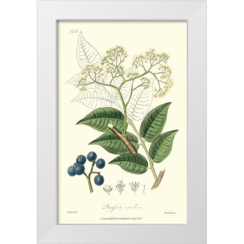 Woodland Foliage IV White Modern Wood Framed Art Print by Weddell