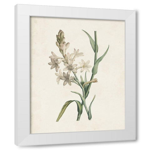 Classic Botanicals I White Modern Wood Framed Art Print by Redoute, Pierre