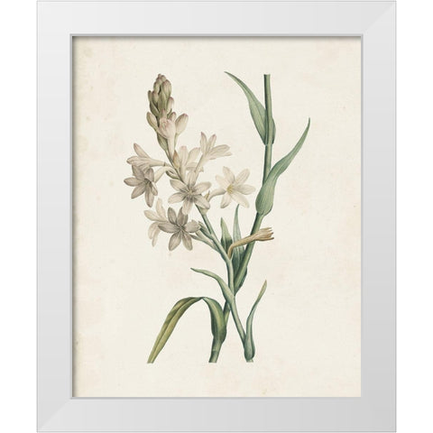 Classic Botanicals I White Modern Wood Framed Art Print by Redoute, Pierre