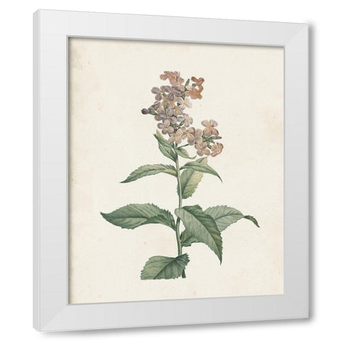 Classic Botanicals II White Modern Wood Framed Art Print by Redoute, Pierre